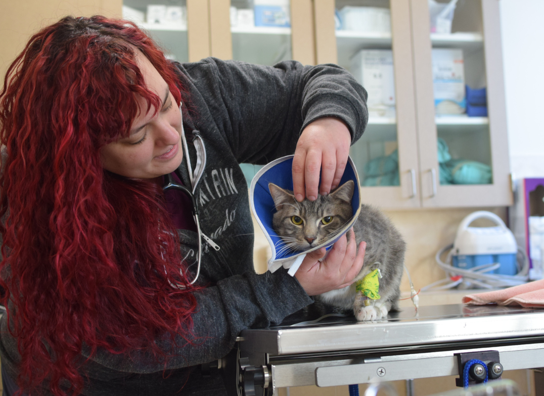 OHS medical staff member treating a cat