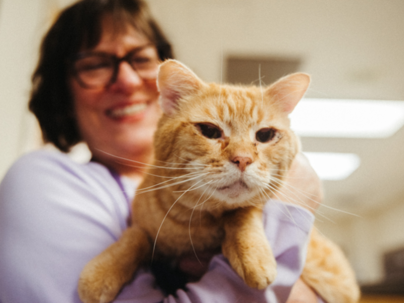 close up of OHS volunteer holding an orange cat