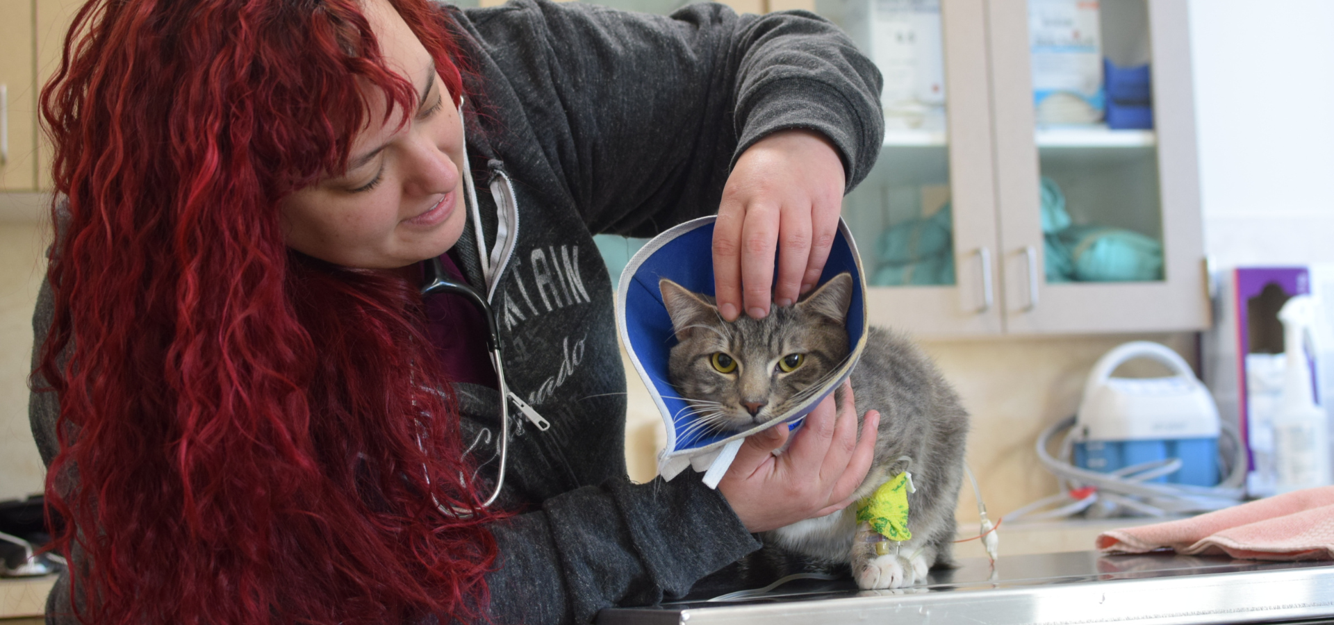 OHS medical team staff treating a grey and white cat