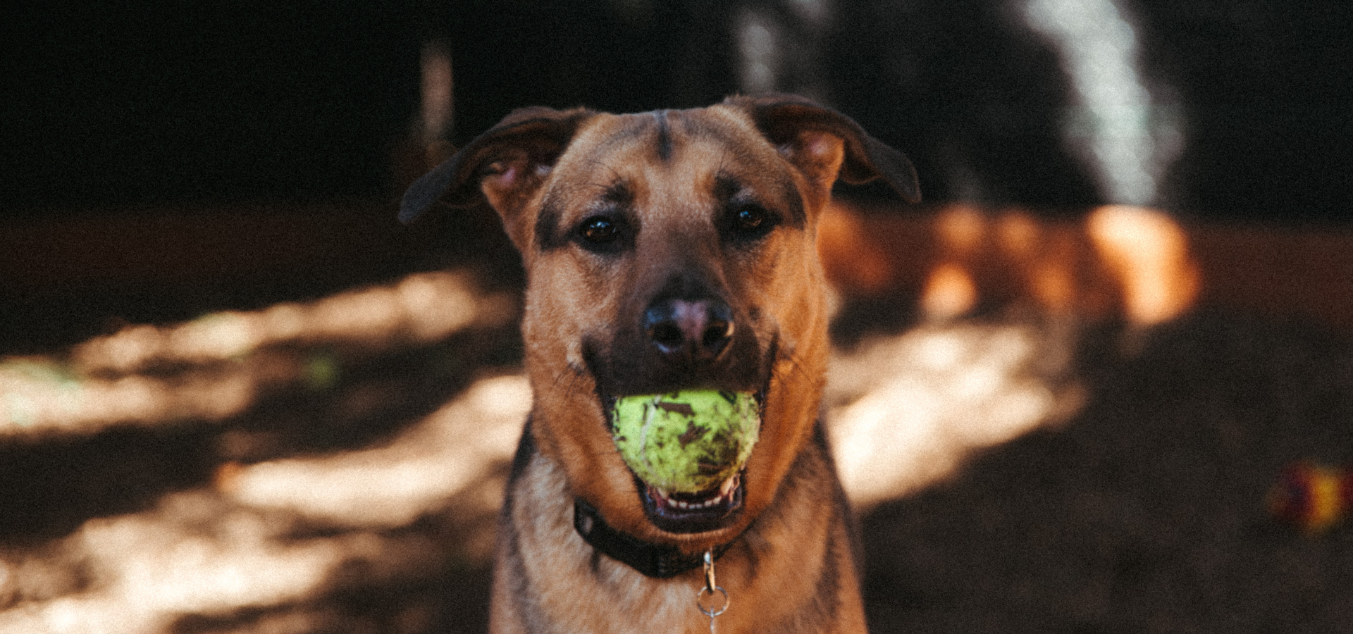 Sheperd mix shelter dog looking at camera with tennis ball in mouth