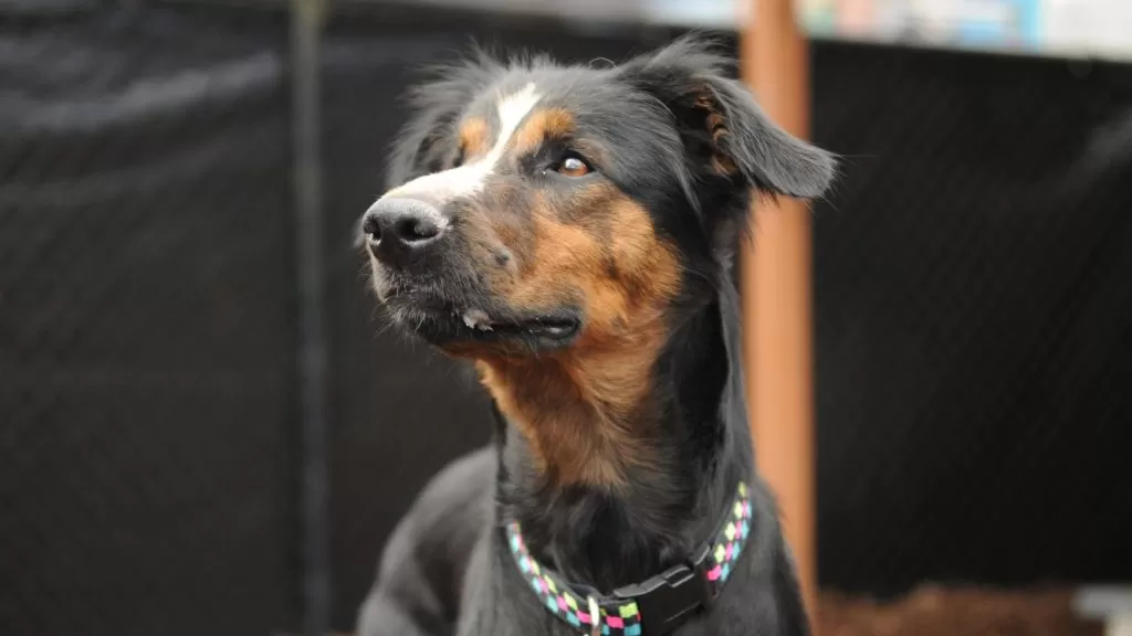 Shelter dog looking off into distance