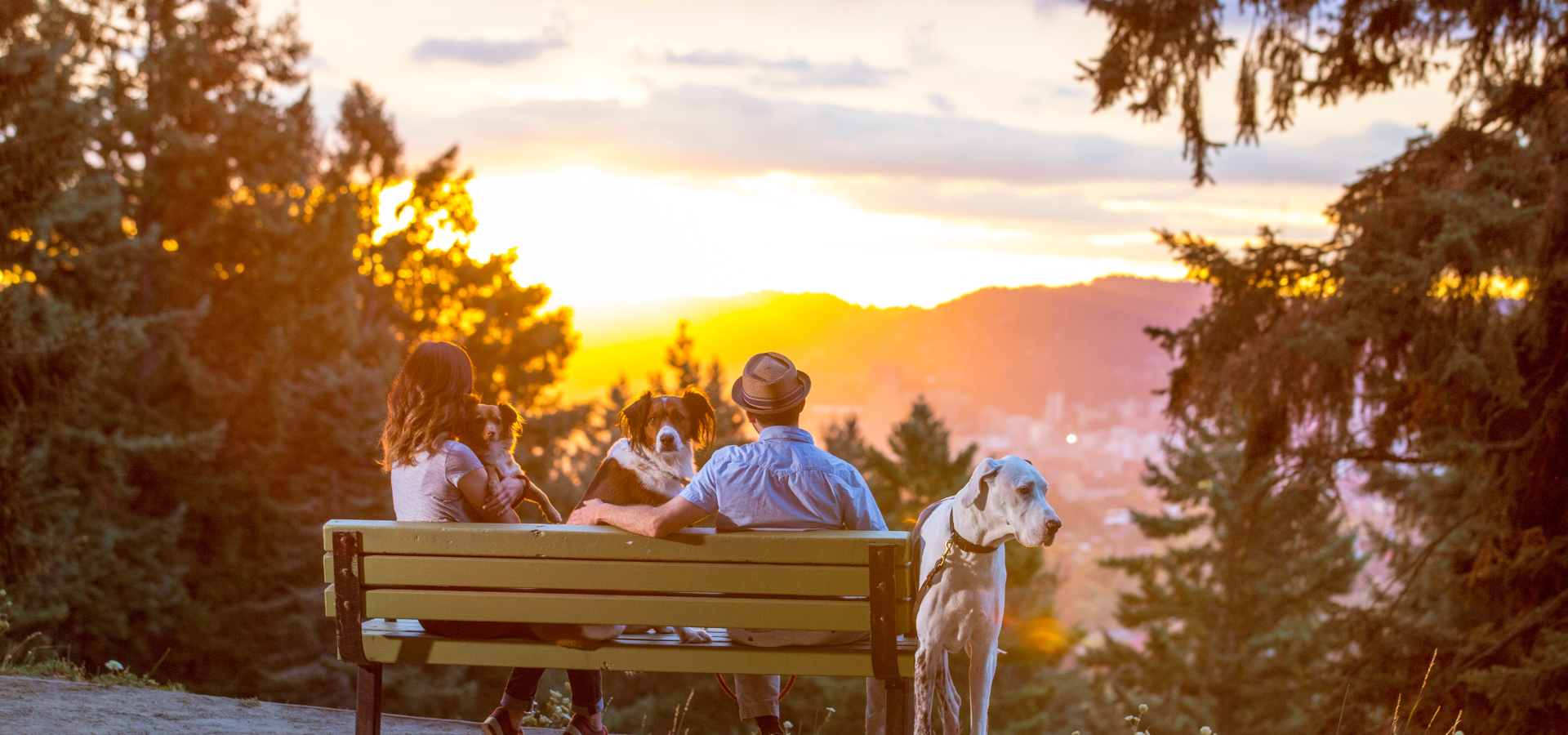Humans and dogs, backs facing, gazing at the sunset over the mountains