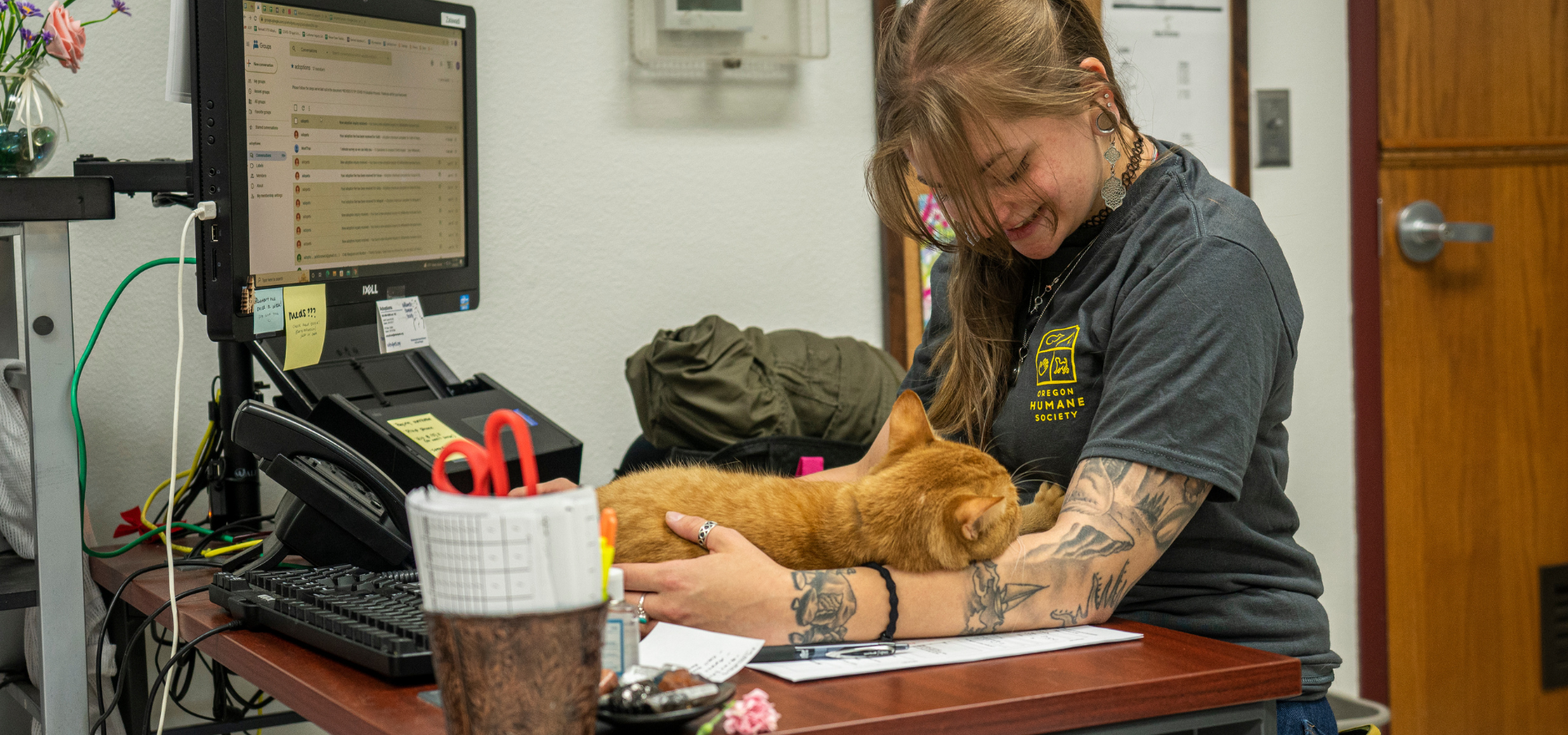 OHS Salem staff member playing with a shelter cat curled up on the front lobby desk