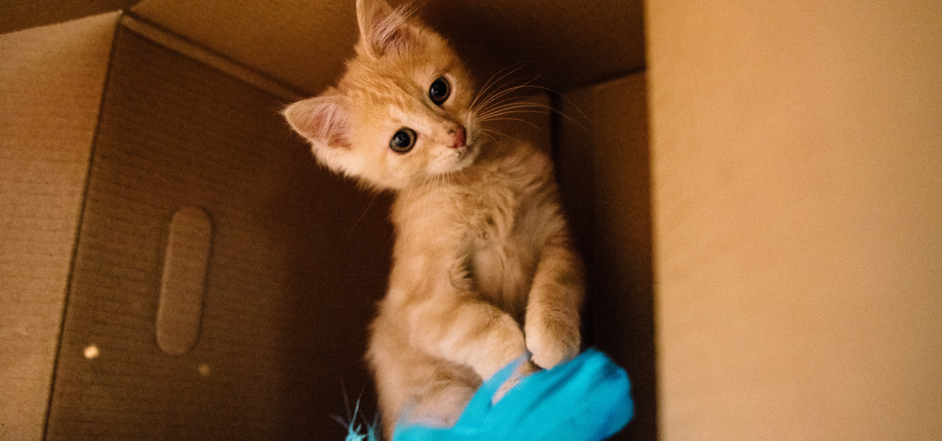 Orange kitten playing with a blue feather toy