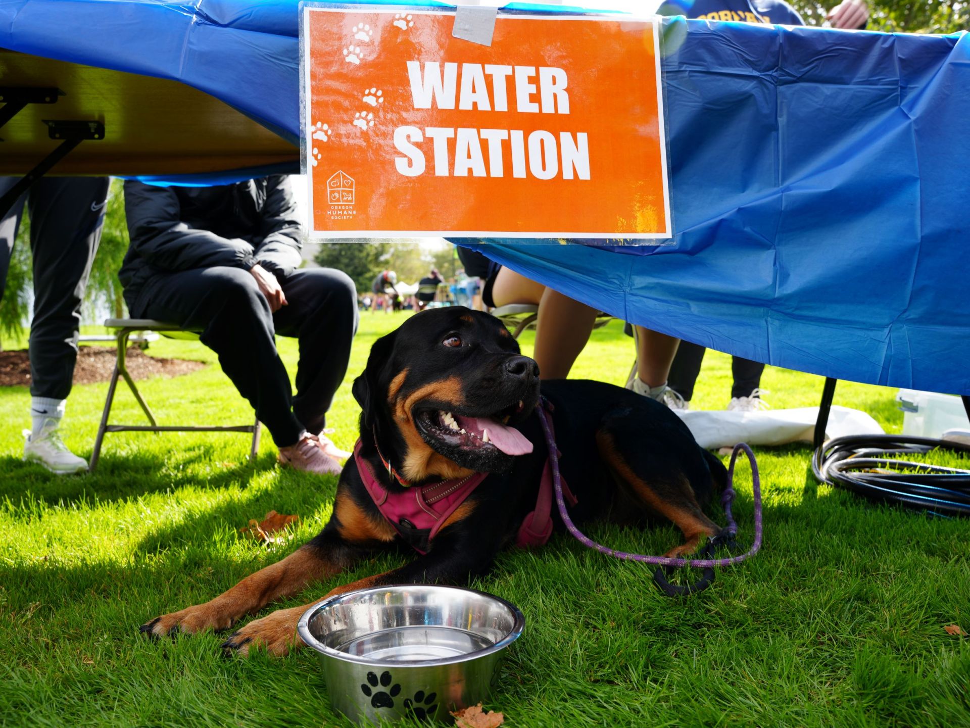 Thirsty dog under a table in the shade next to a bowl of water at the water station at WillaMutt Strut