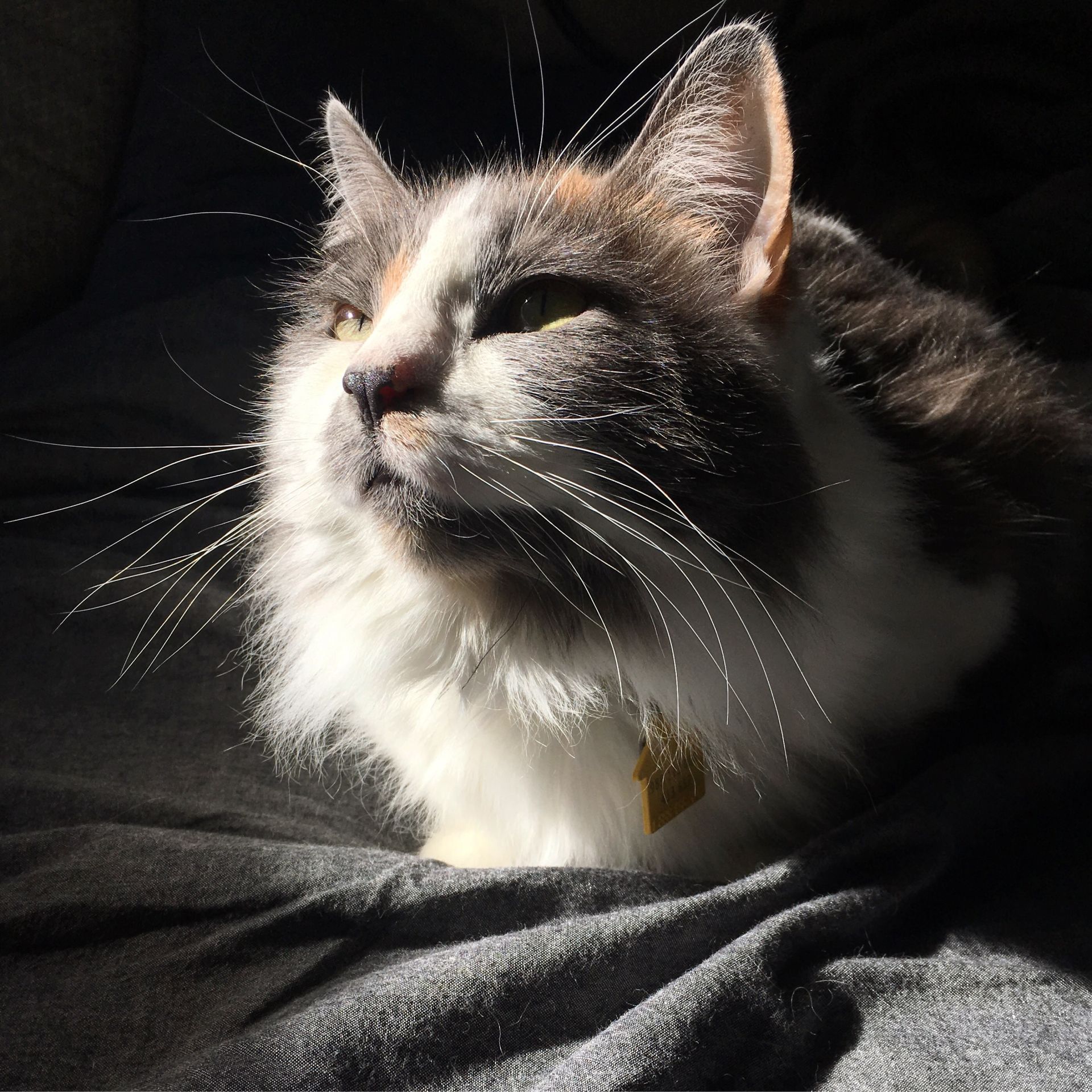 Cat looking off towards a sunny window named Wisteria, photo was OHS' 2019 photo contest winner