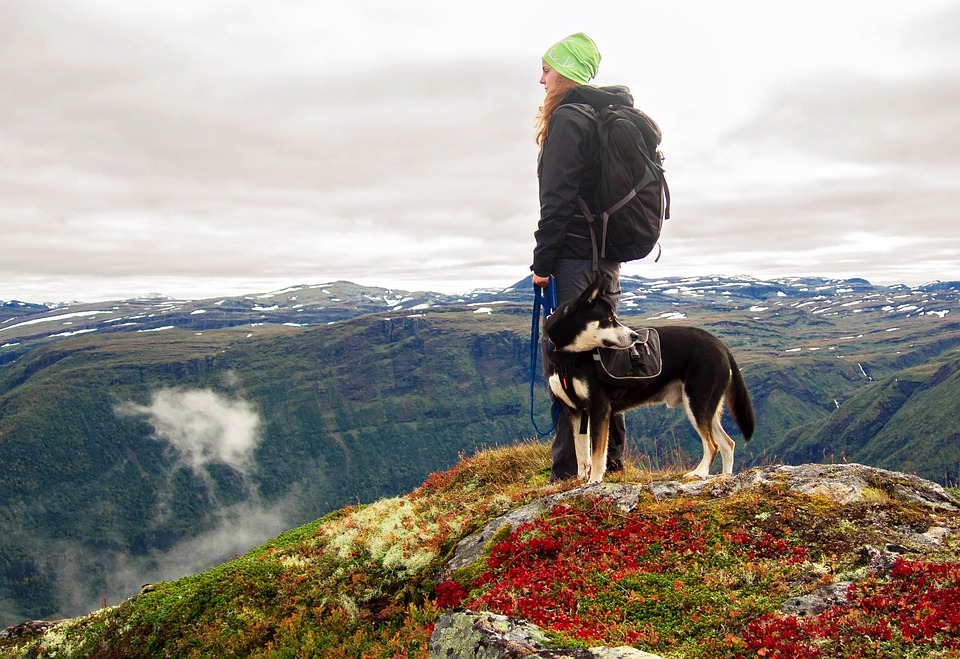 Husky and person looking out at the view on top of a mountain