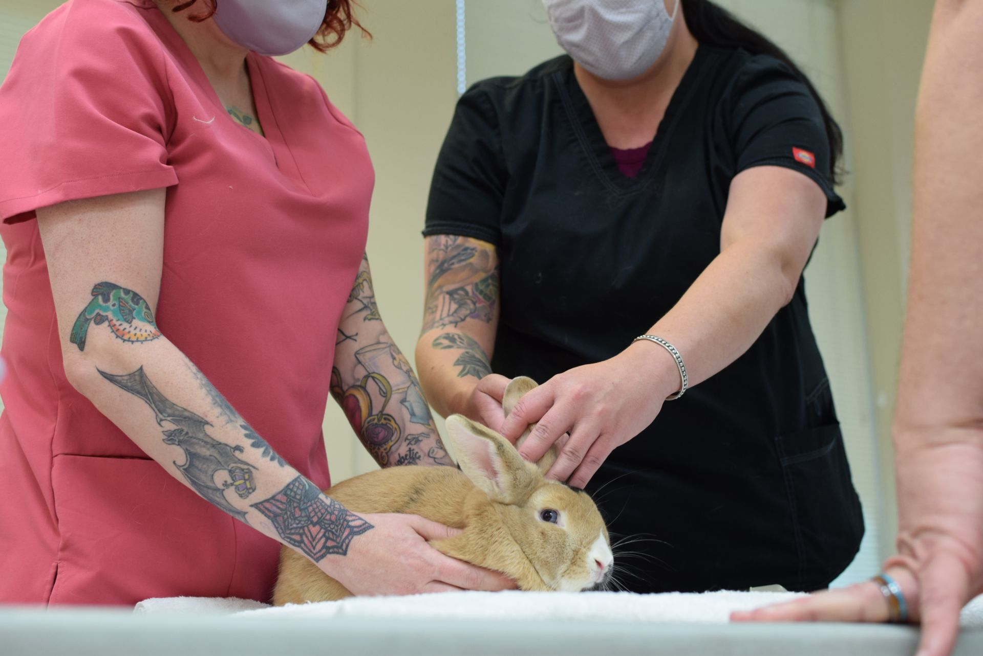 Tan rabbit getting treatment by OHS med team