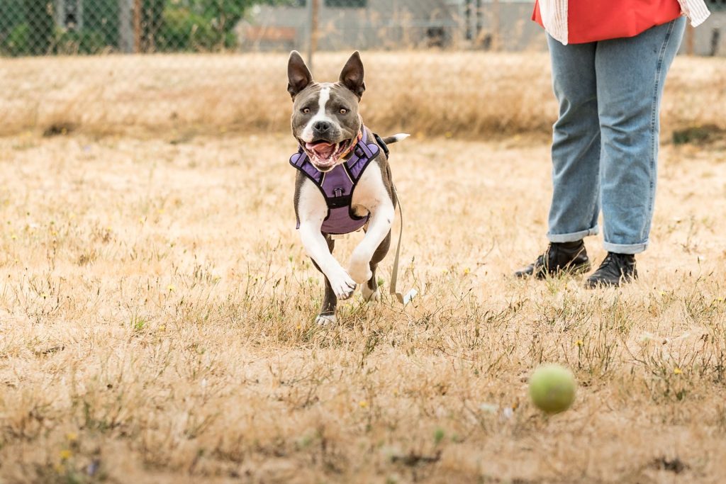 Gloria running after a ball at OHS Salem in the yard