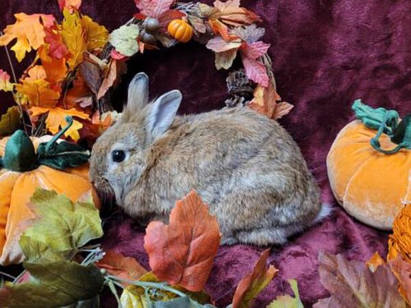 Graham the rabbit in an autumn themed background
