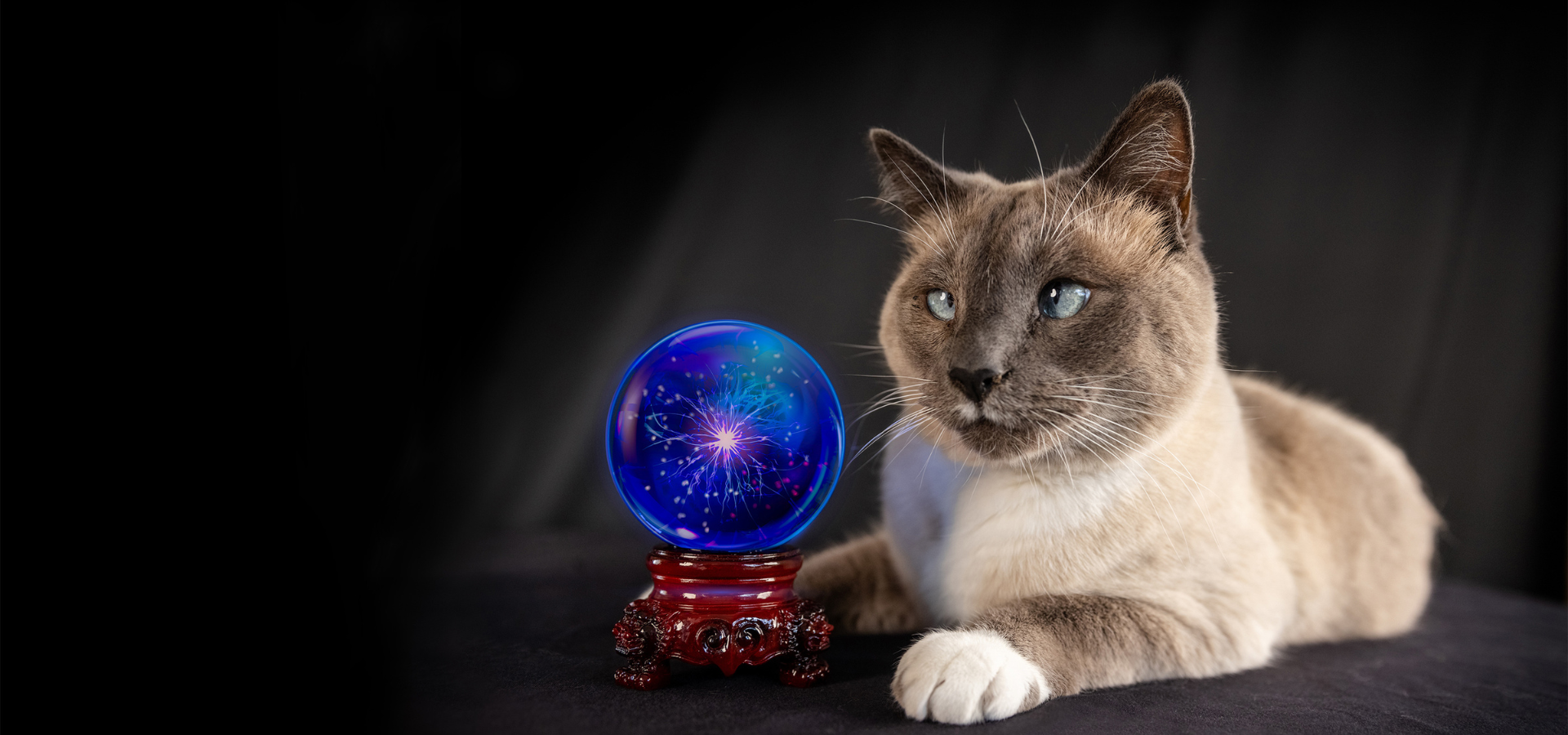 Lincoln the Cat with Crystal ball and posing for camera