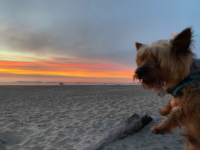 Murphy the dog with sunset in the background at the beach