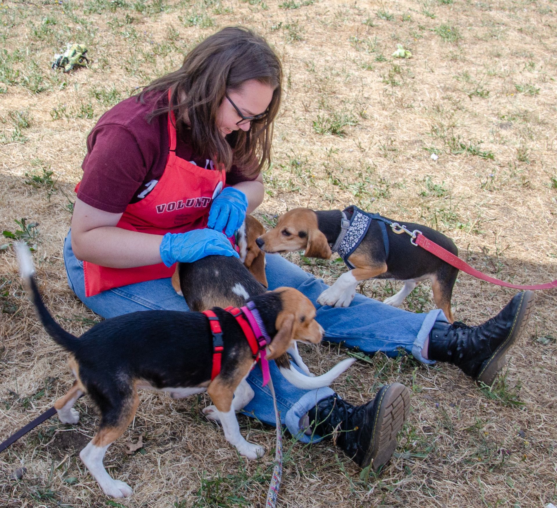 Volunteer Kate sitting on ground with Rescue Beagles OHS Salem