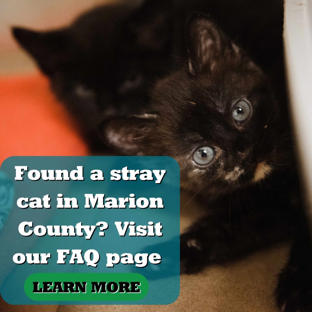 Found a stray cat in Marion County? Visit our FAQ page. Learn more button. Click to get to FAQ page