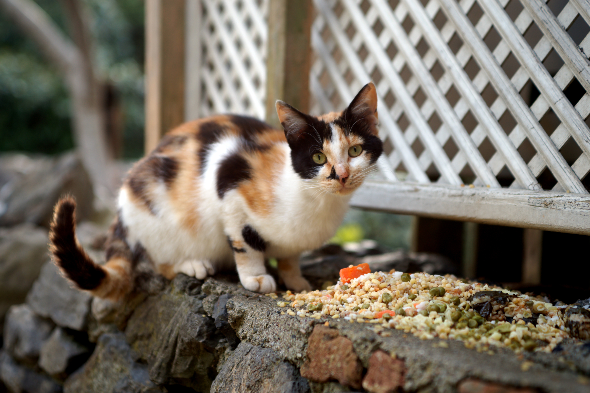 Stray calico cat sitting on fenceline looking at the camera