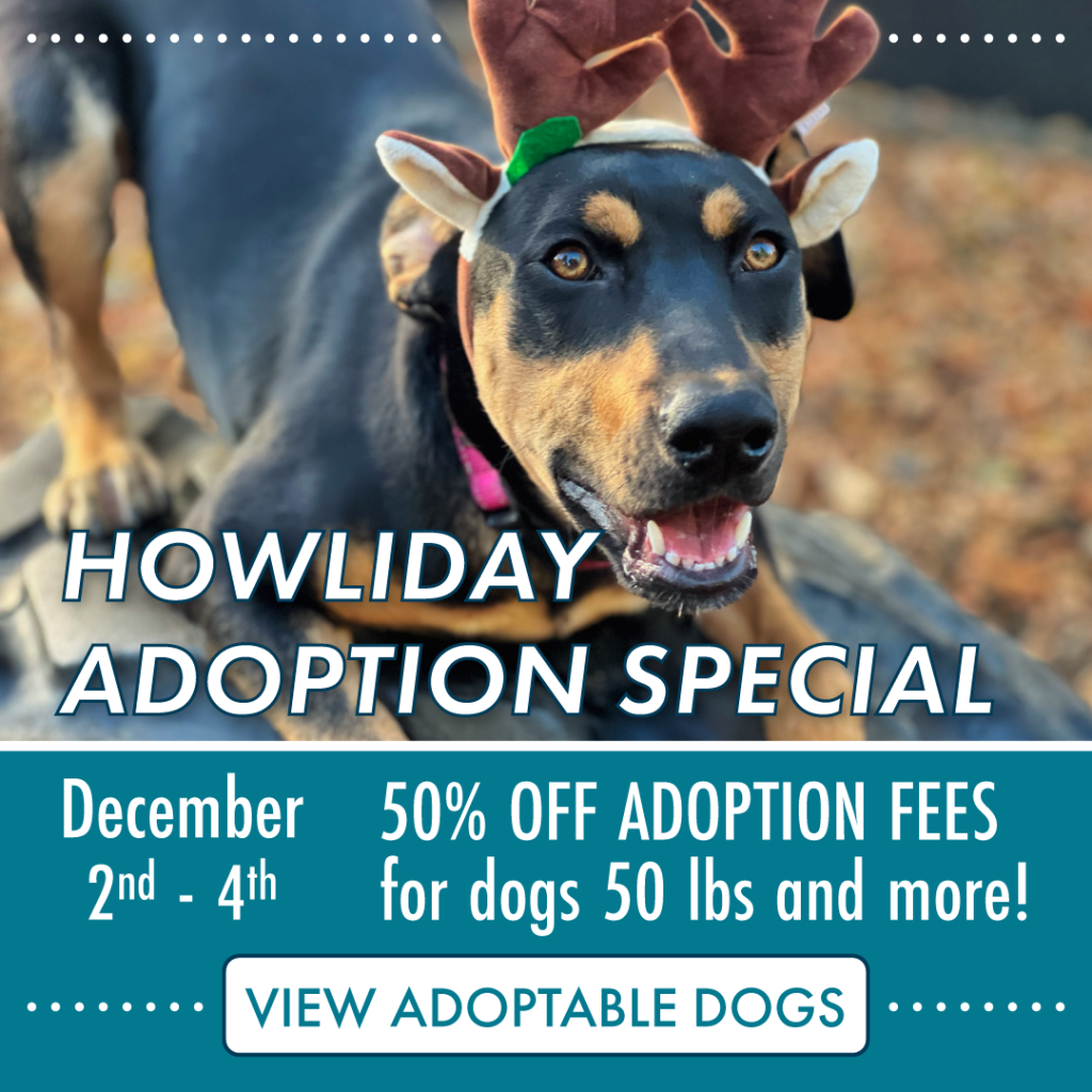 Dog adoption special, december 2 to 4. 50% off dogs 50 pounds or more
