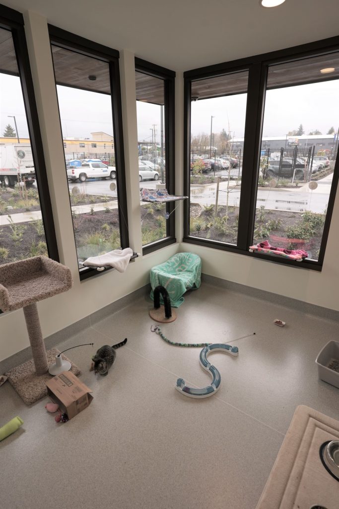 The interior of the sunroom within the cattery at the Behavior Resource Center, designed to help cats apart of OHS' behavior modification program.