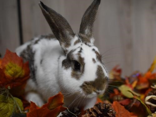 Jupitar, the white and brown speckled bunny posing for the camera.