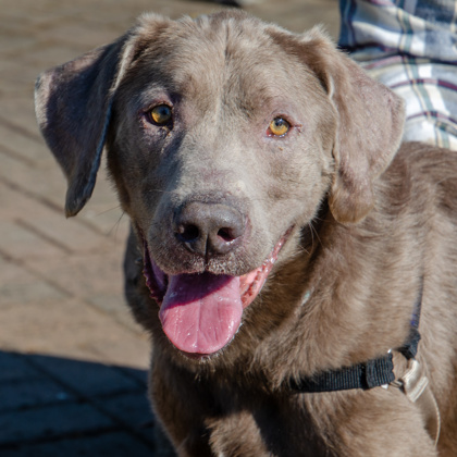 Midas the silver lab mix posing for the camera.