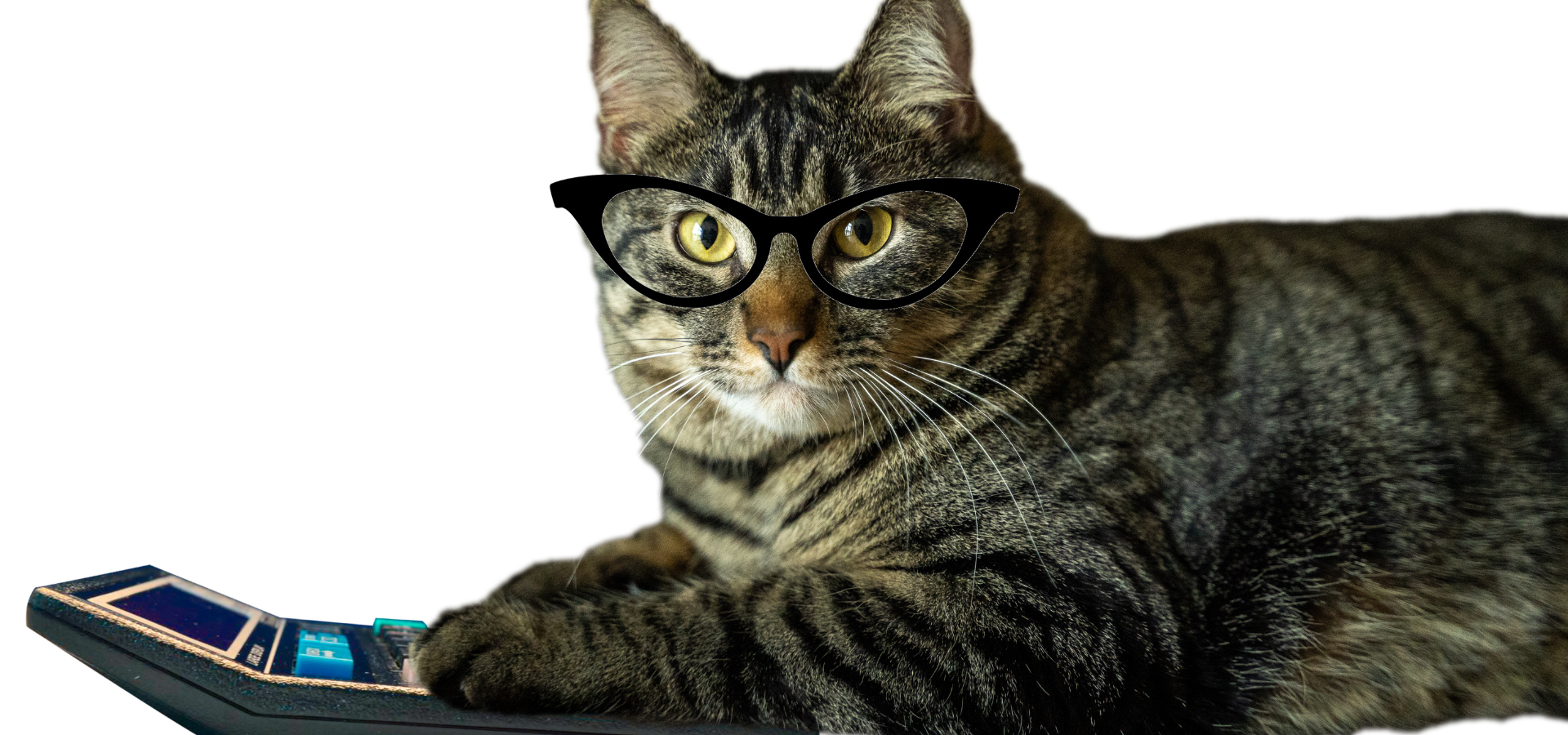 Cat with glasses typing on a calculator and staring at camera.