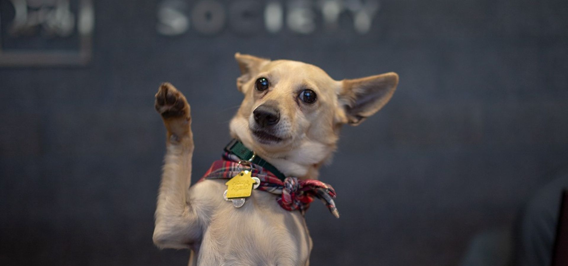 Dog at Oregon Humane Society posing for the camera and holding his paw up like he is waving