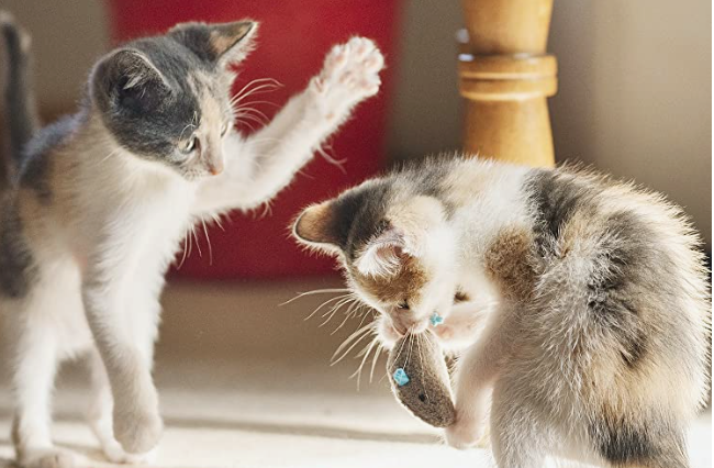 Two kittens playing with a toy