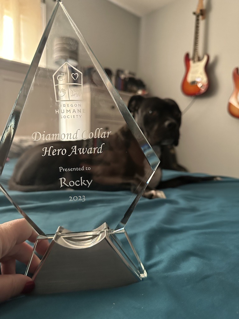 Rocky the dog accepting his Diamond Collar Award 2023 at home