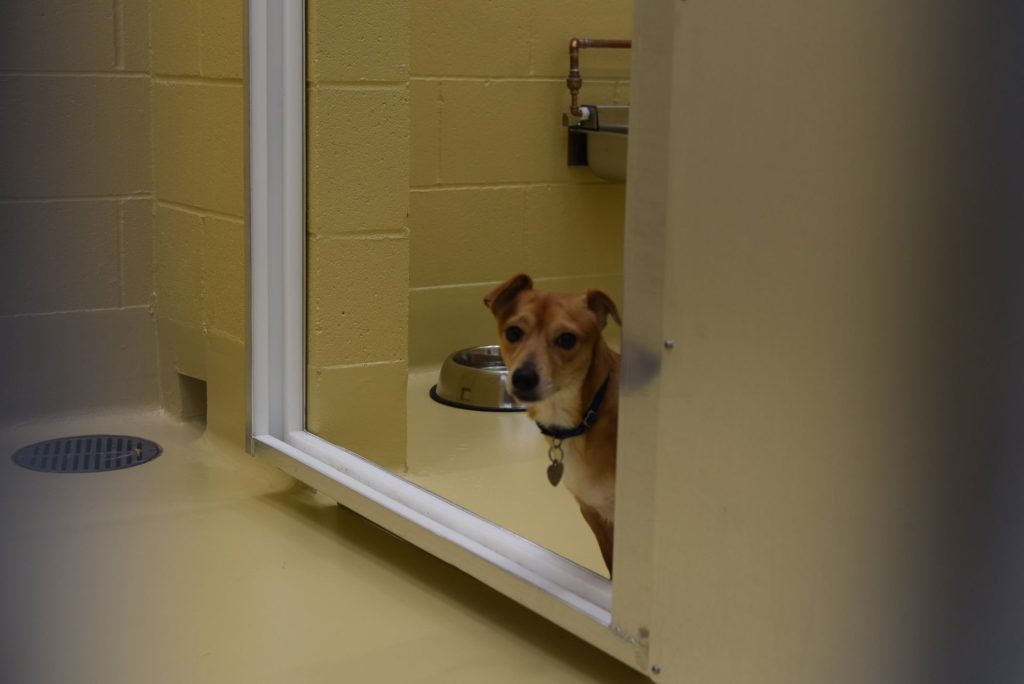 shelter dog peaking out of dog kennel in oregon humane society behavior and rescue center