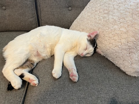 California King the cat curled up on the couch an sleeping at his new home
