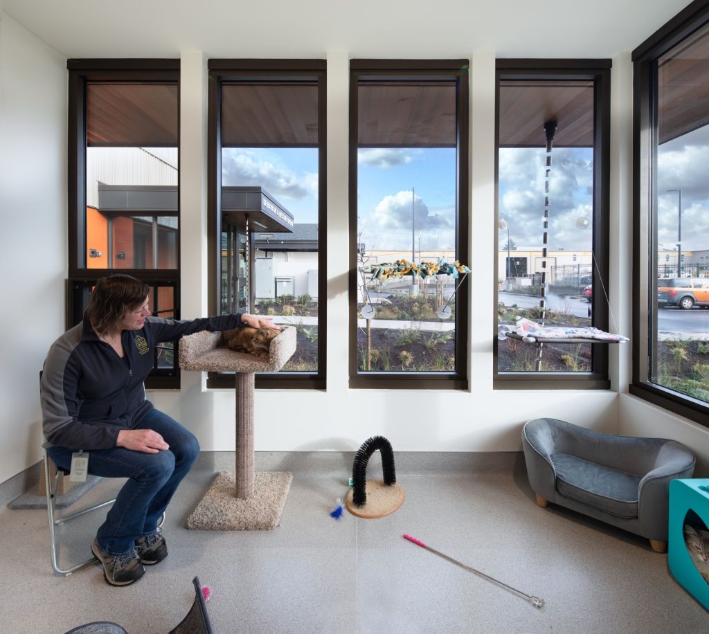 Interior shot of behavior and rescue center cattery with OHS staff member and shelter cat