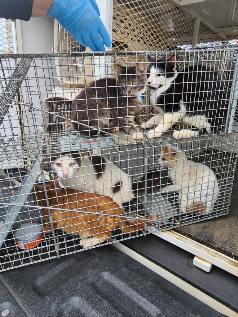 Cats in kennel after being rescued from a neglect case in Polk County