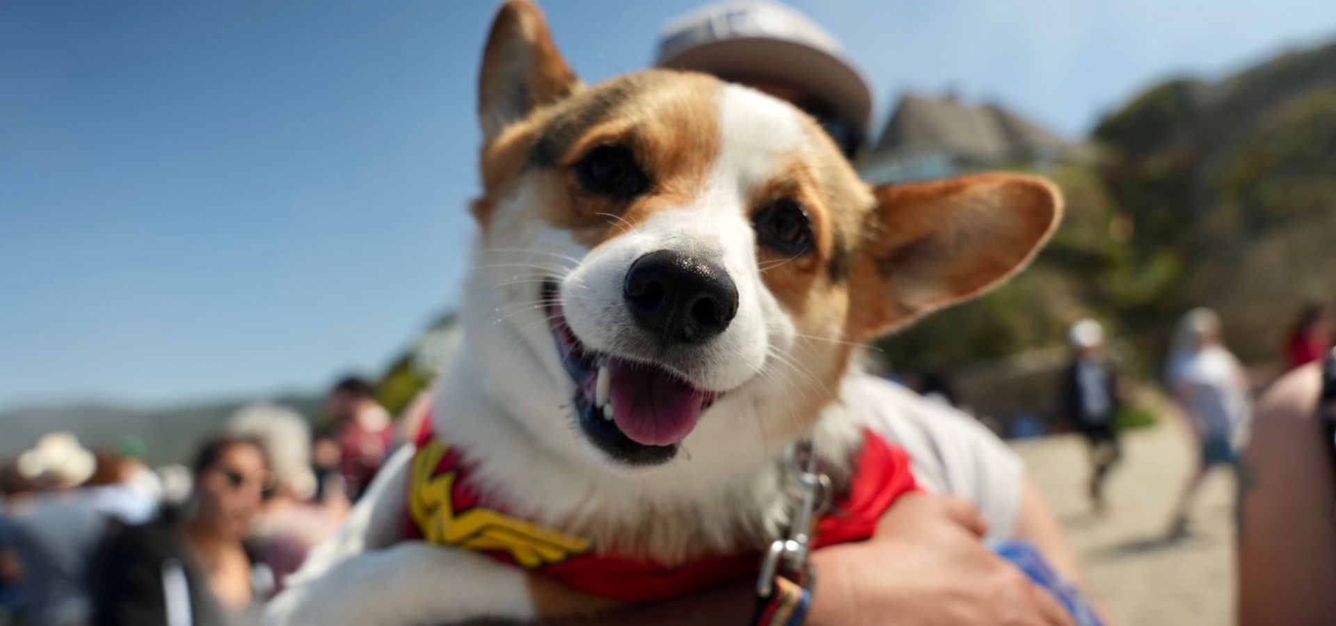 Corgi dog smiling and posing for the camera at the Corgi Beach Takeover event in 2022