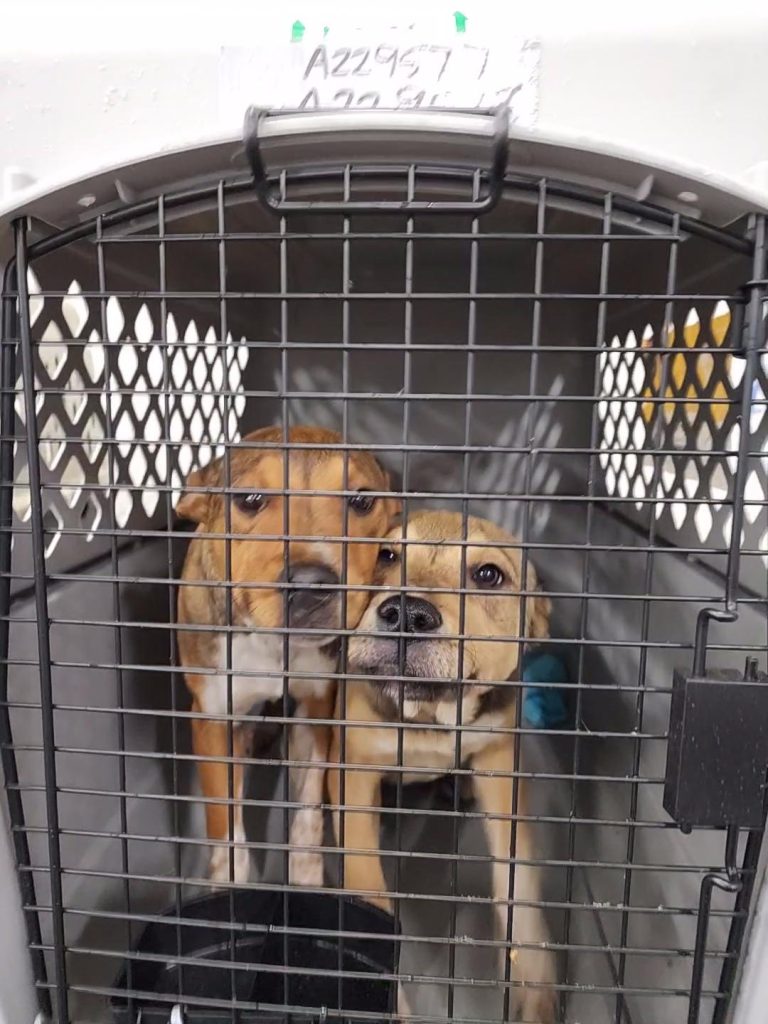 Two brown puppies in a crate huddled together looking through the bars of the crate at the camera.