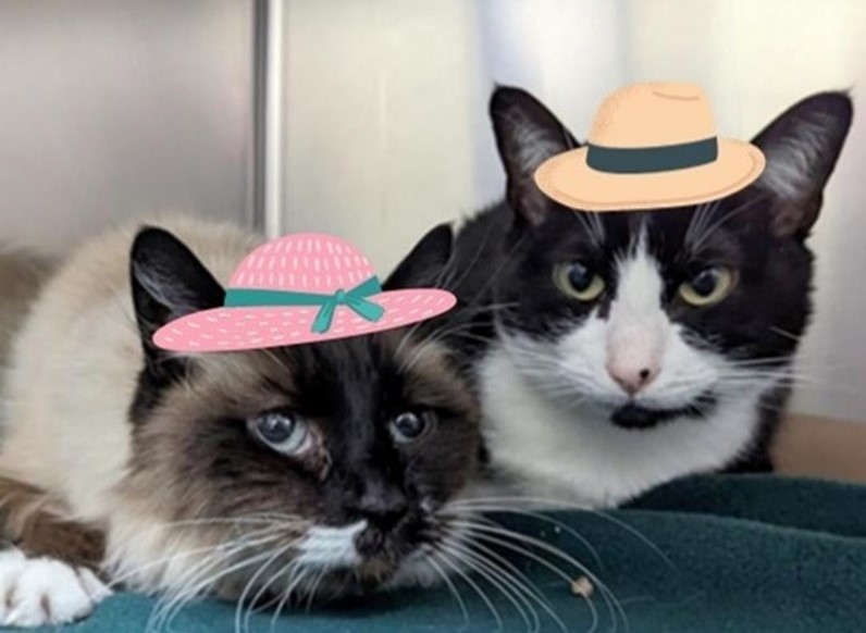 Tubby and princess bonded pair of shelter cars wearing silly hats