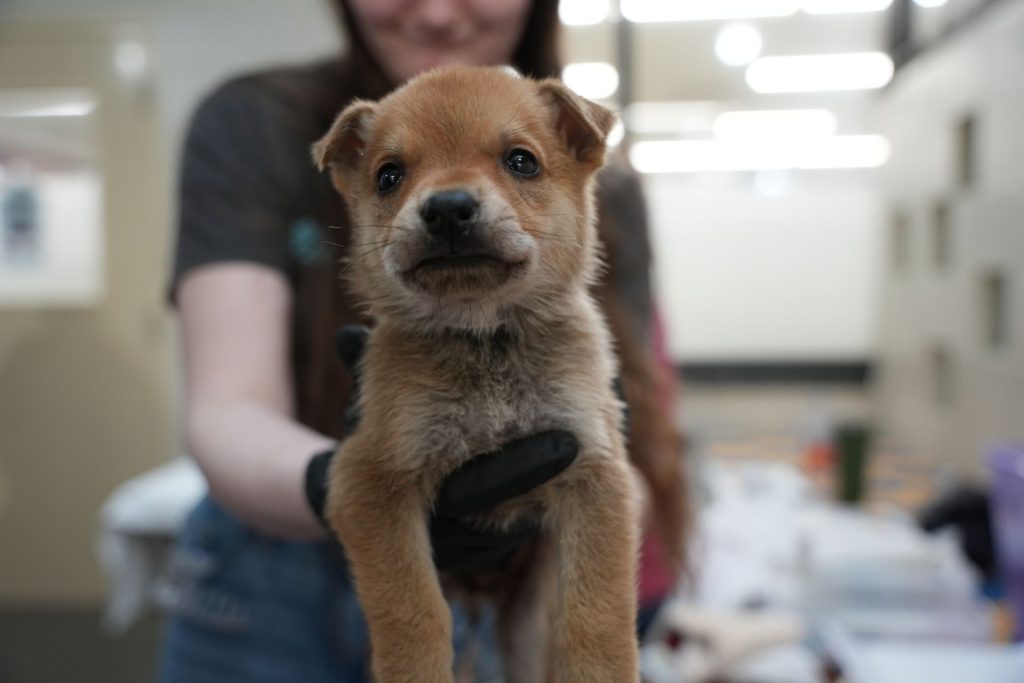 Very small red-furred puppy with some white around its nose and shoulders being held out towards the camera by OHS intake staff.