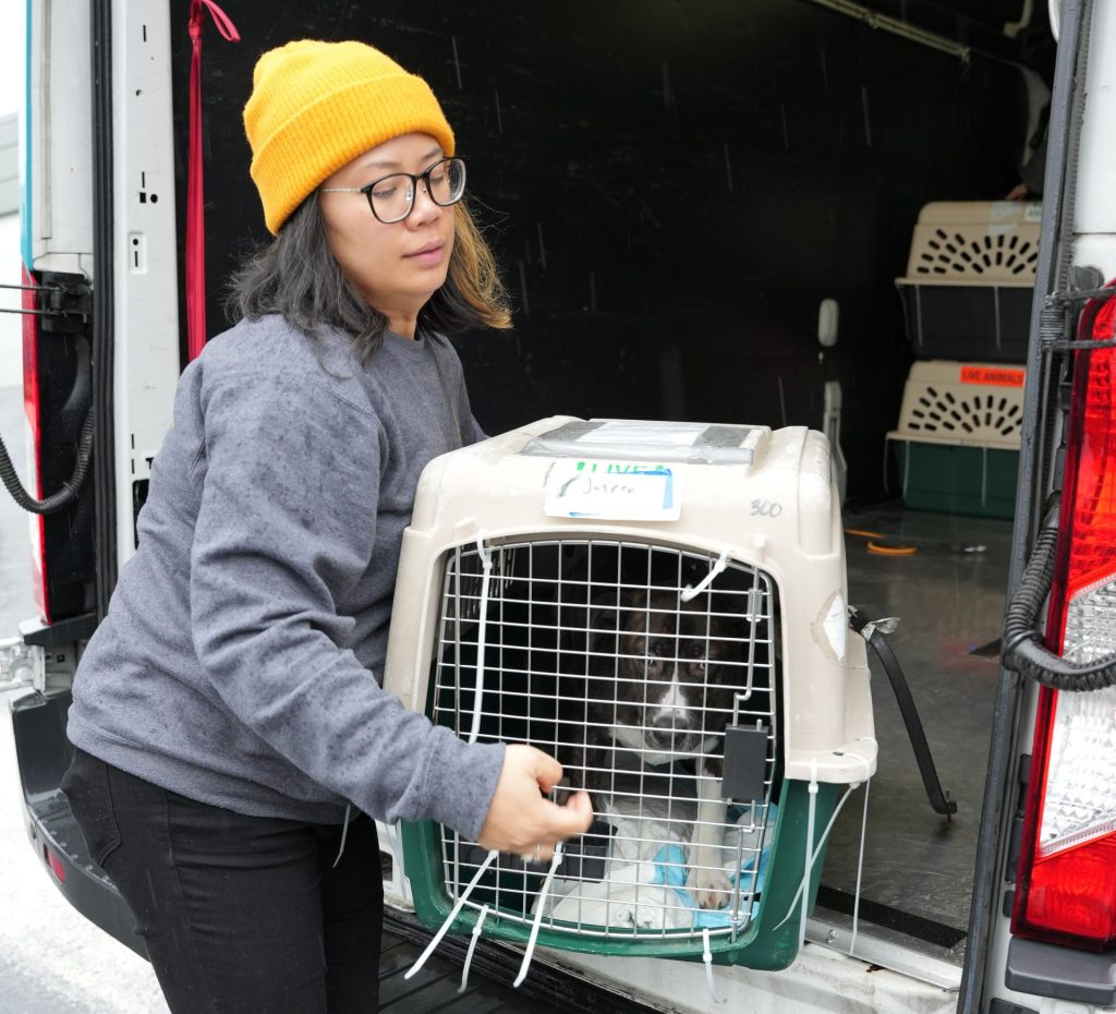 Colleen, OHS Salem staff, moving dog crates into OHS vehicles to transport to the shelter.
