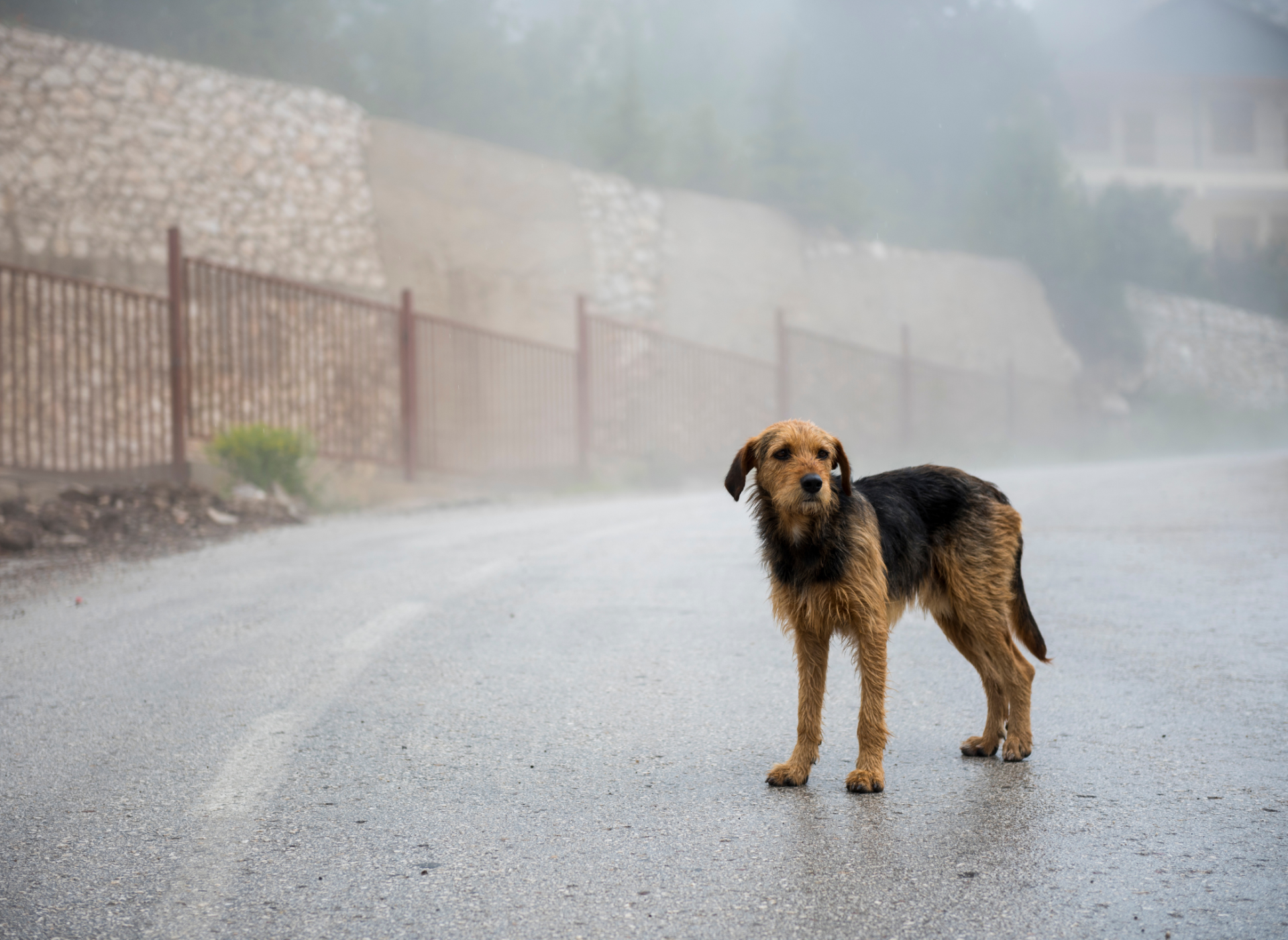 Stray dog standing in the middle of the a foggy road with no people around it.