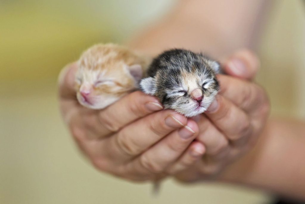 Stock image one week old kittens