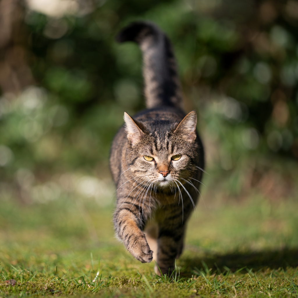 Stock image of a friendly tabby walking in a green field towards the camera