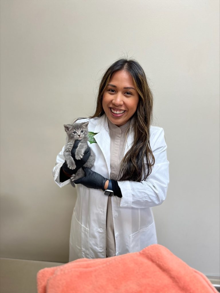 OHS Intern - Dr. Krystal Mendoza holding a grey kitten