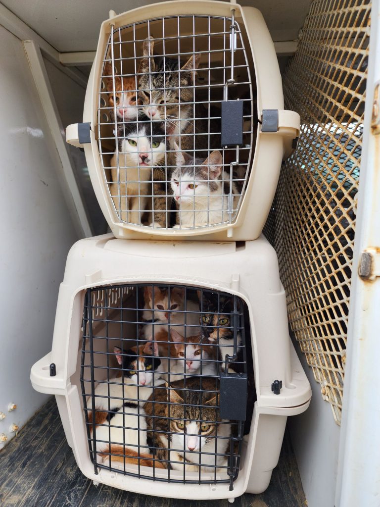 Image of cats in a carrier