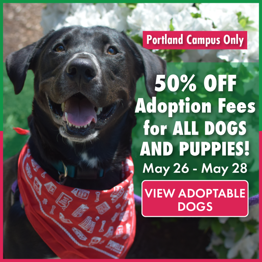50 percent off adoption fees for all dogs and puppies at OHS Portland Campus From May 26 through May 28. View adoptable dogs button - click here