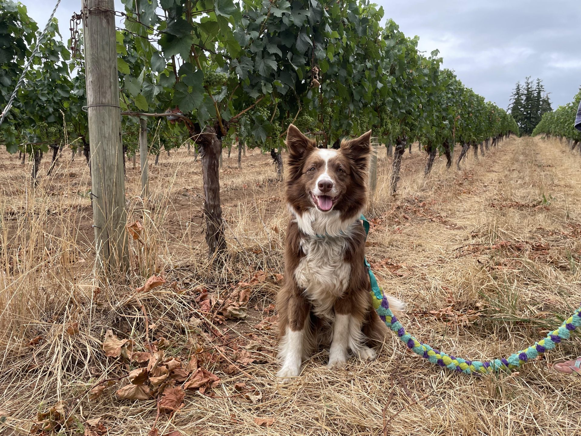 dog in vineyard at Dion