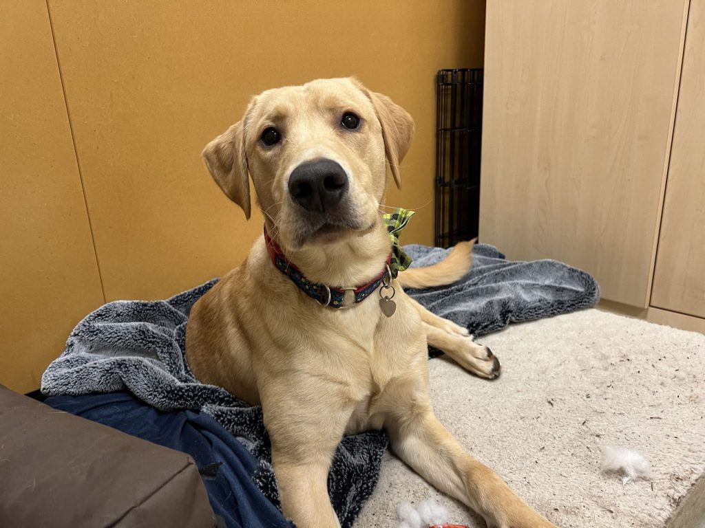 Willard, OHS shelter alum posing