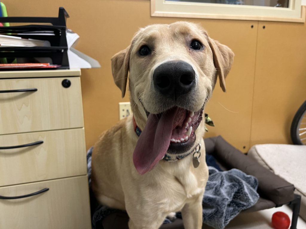 Willard, OHS shelter alum posing with tongue out
