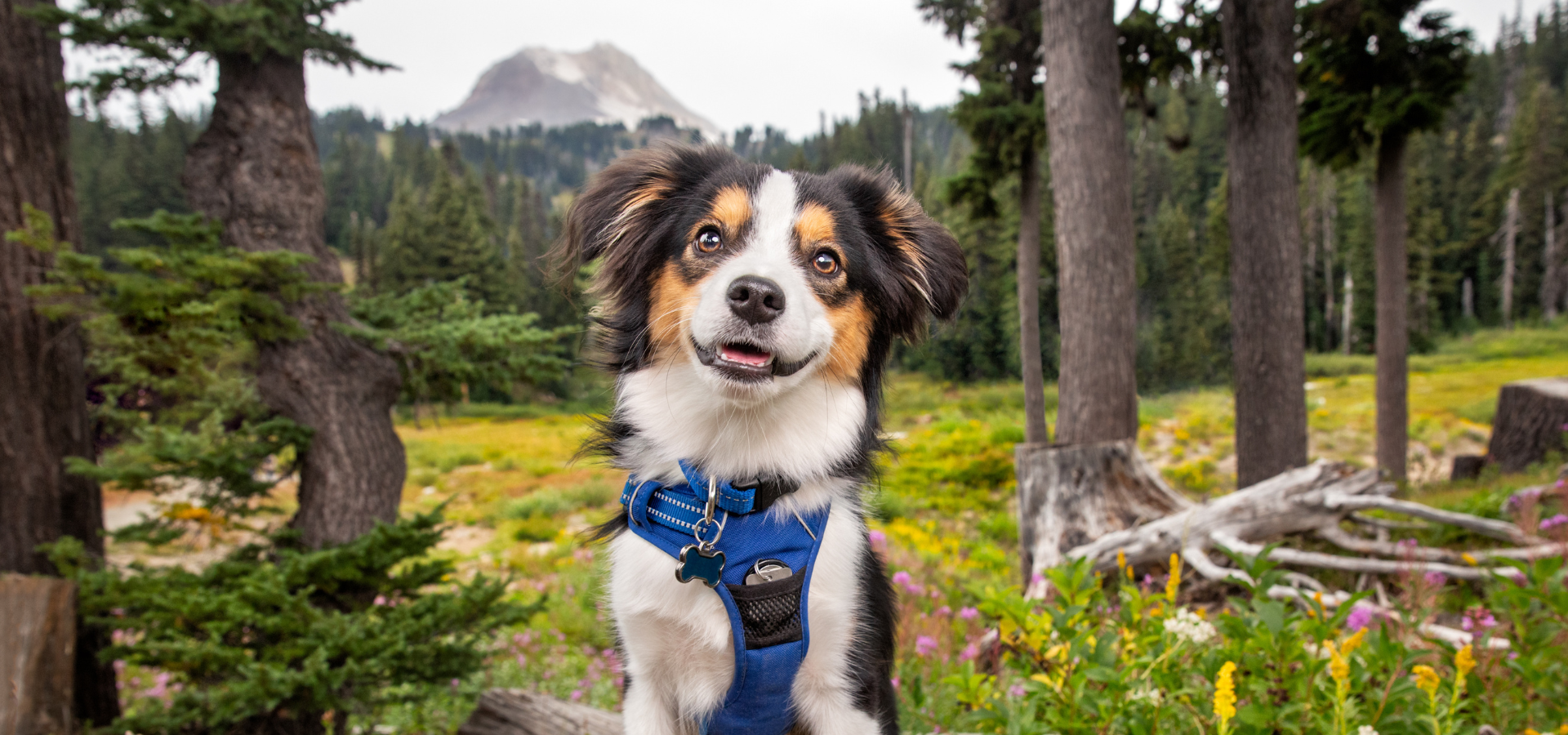 Small dog posing in front of a mountain landscape