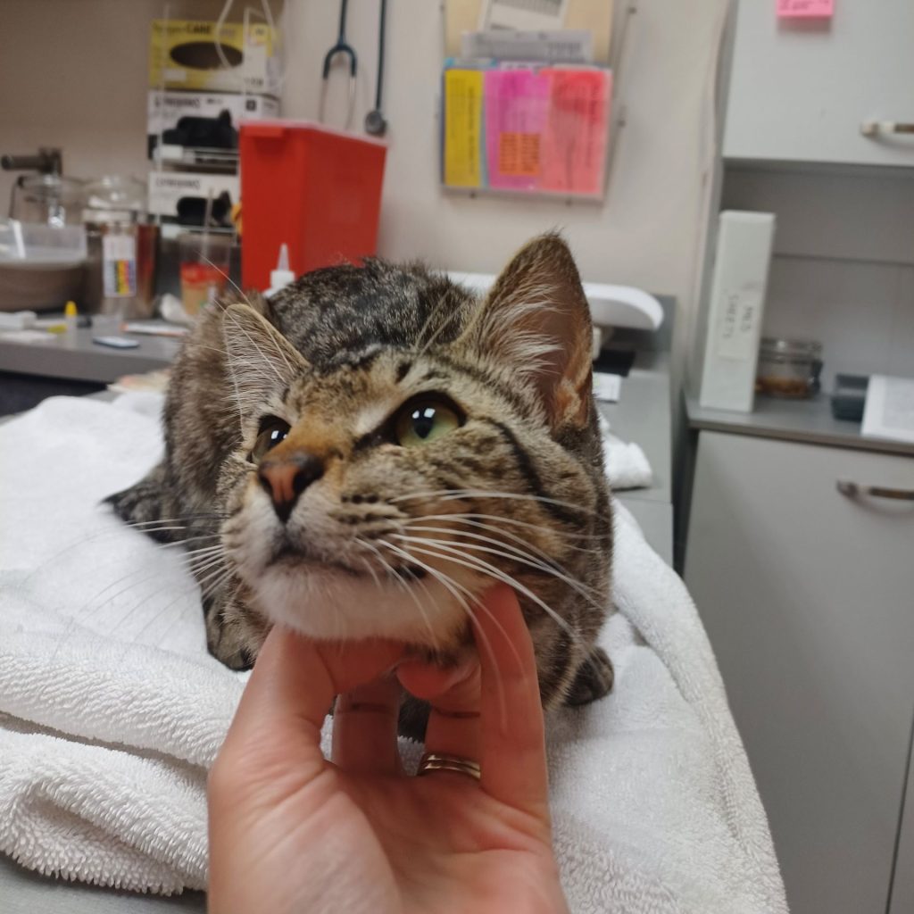 Tabby cat named Shaw getting ready to give blood to another shelter cat named Cookie