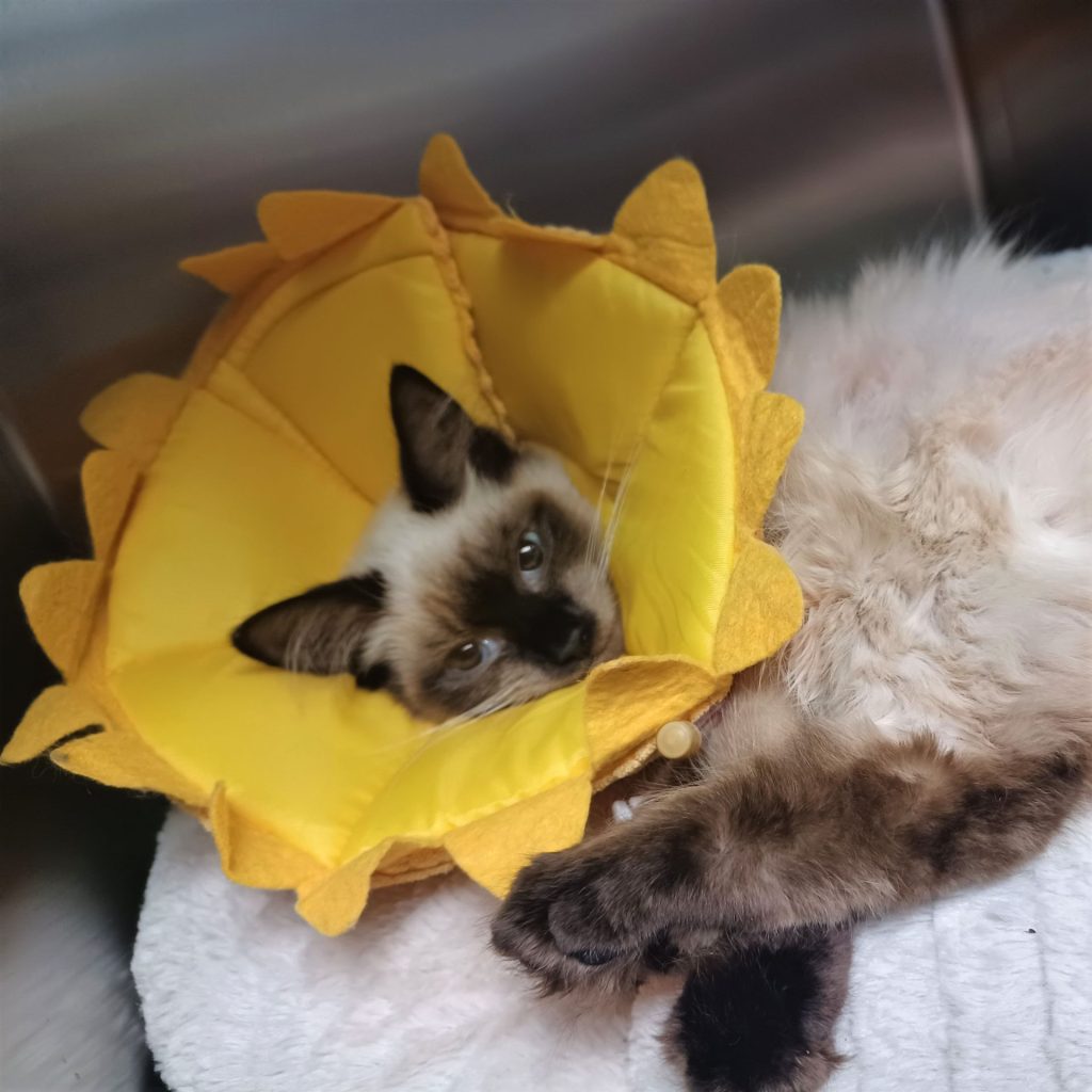 Siamese cat named Cookie after receiving blood transfusion from donor cat named Shaw