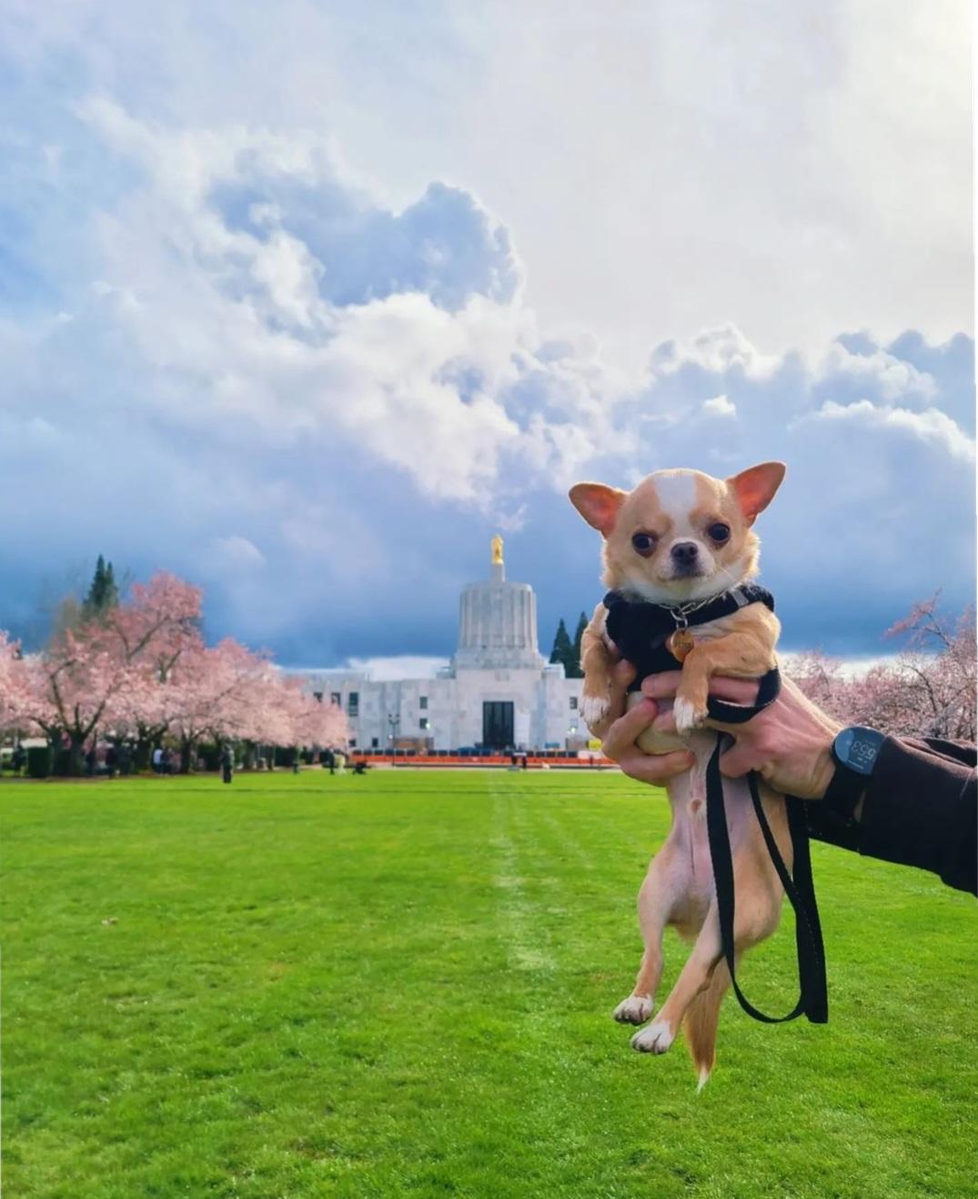 Peter, small OHS staff dog, being held up in front of the capitol building