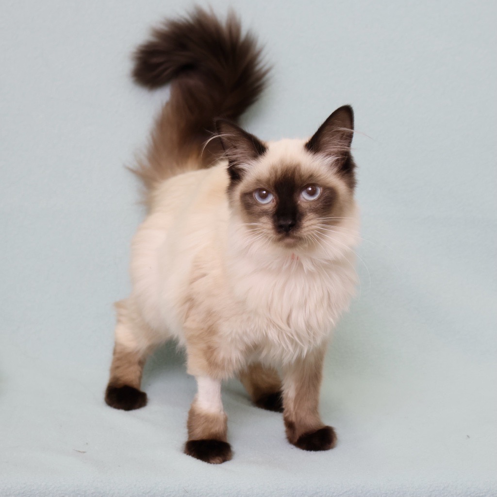Cookie, a long haired Siamese cat, at OHS Salem